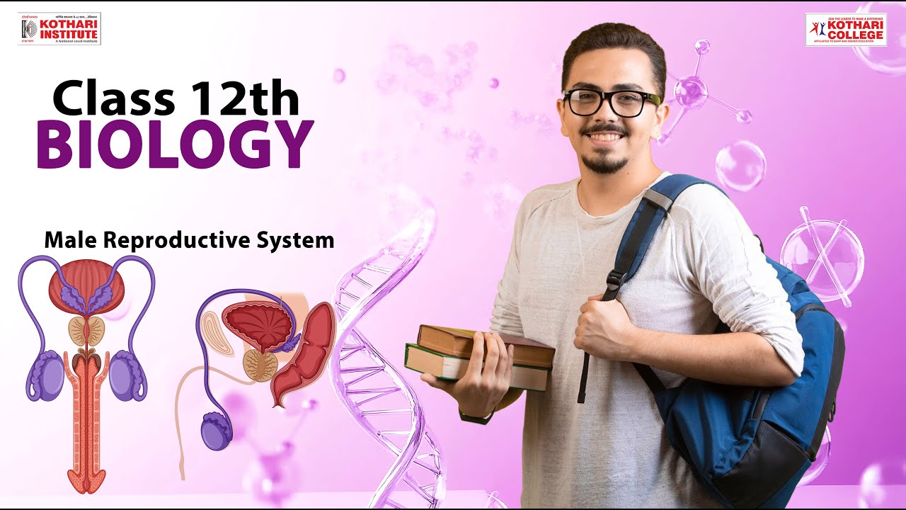 Male Reproductive System: Structure & Functions | Biology for Boards & NEET | KSN
