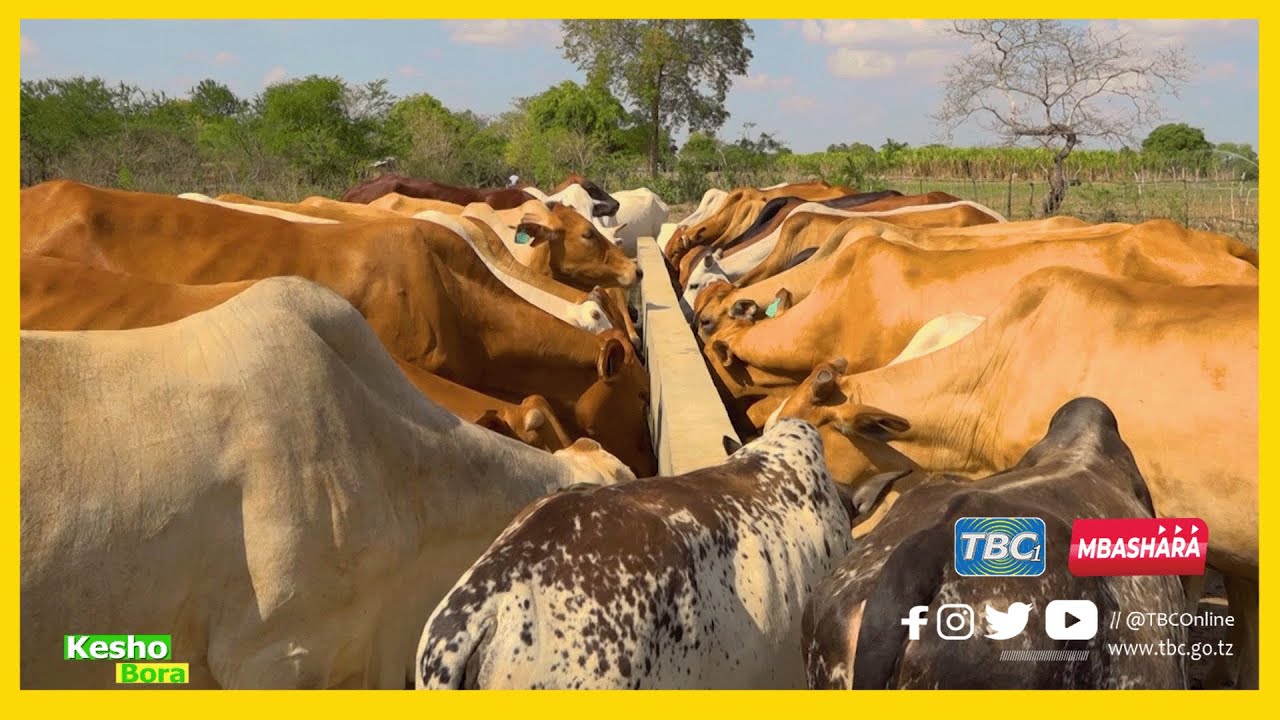#TBC1: KESHO BORA - UFUGAJI WA KISASA WA NG'OMBE