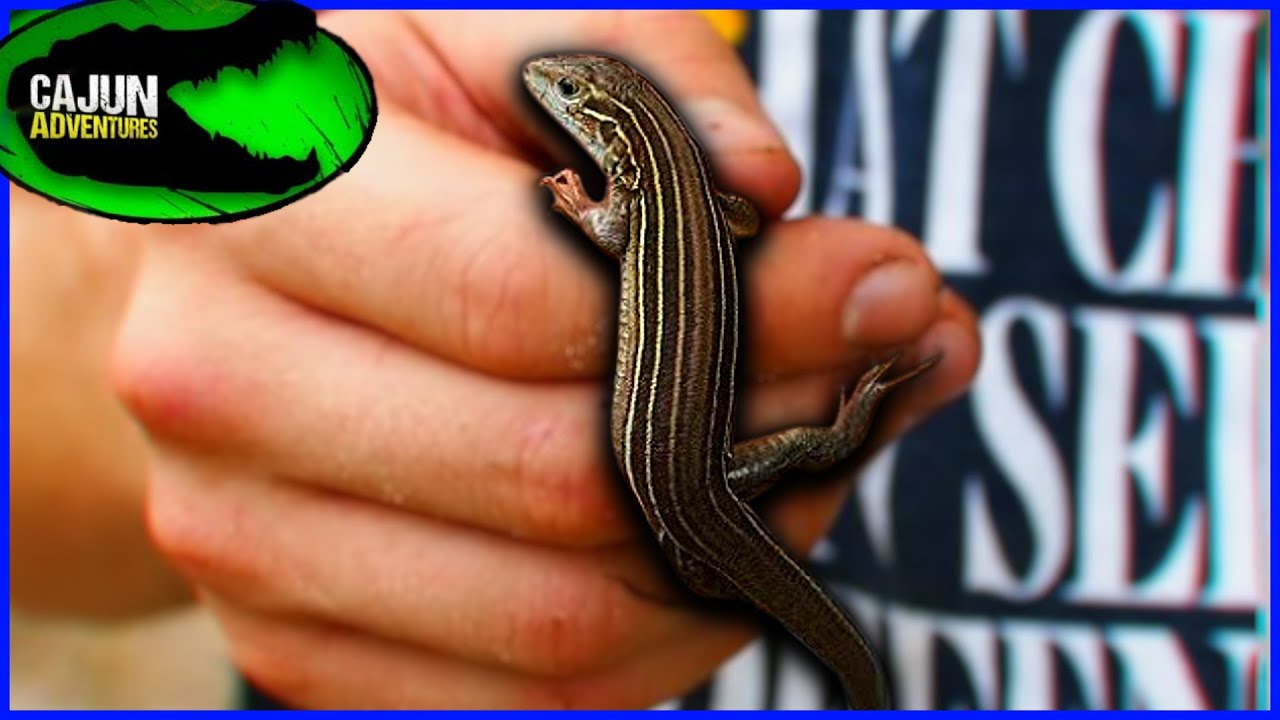 How to ACTUALLY Catch Fast Lizards! (It's not cheating leave me alone)