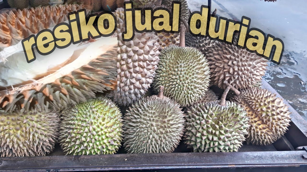 resiko jualan durian..