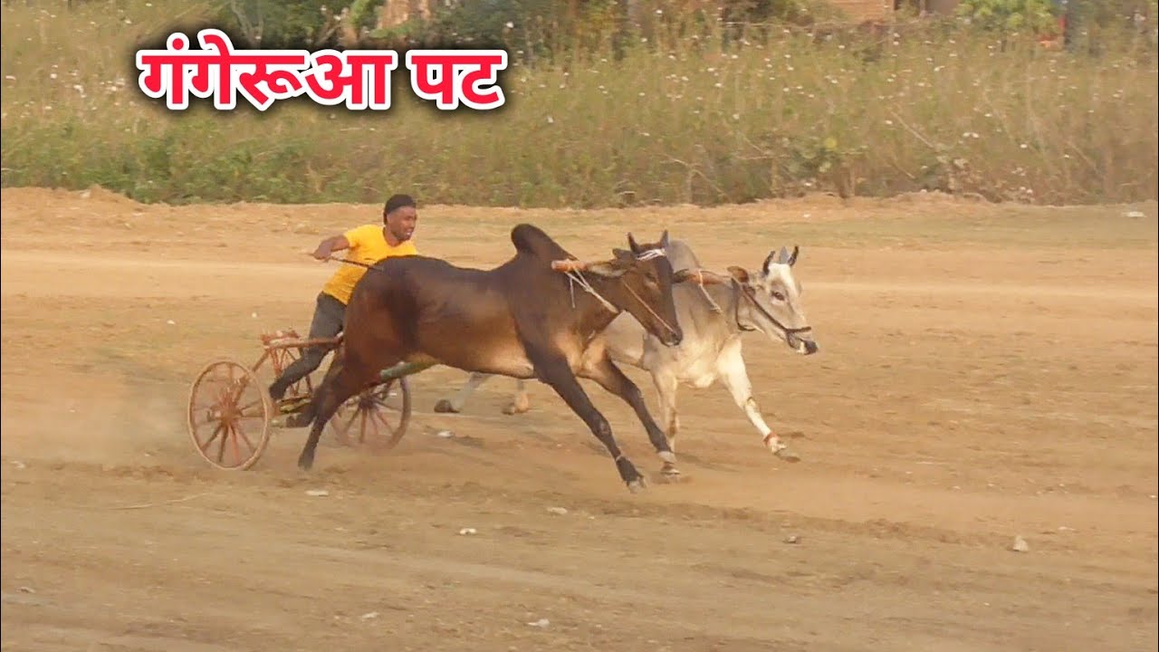 इलेक्ट्रिक स्कूटी ईनाम गंगेरूआ पट वीडियो विश्राम भैया पिपरिया जिला छिंदवाड़ा 26सेकंड 77 प्वाइंट 