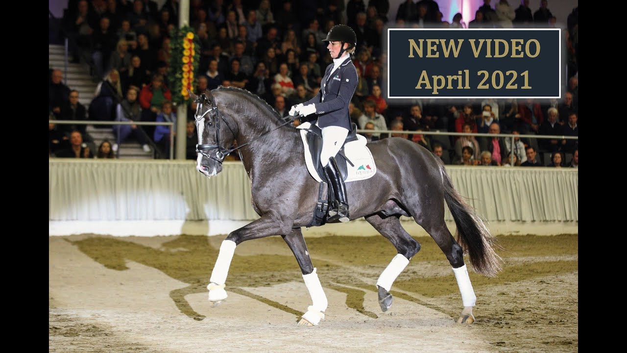 Sezuan's Donnerhall NEW - Stallion Collection Schockemoehle & Helgstrand 2021 ENG