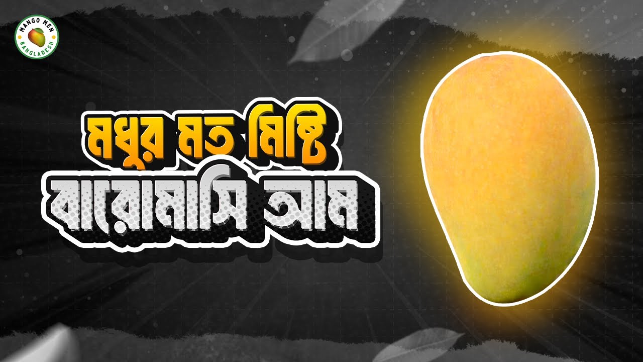 সুগন্ধি ডোয়ার্ফ আঁশবিহীন নতুন বারোমাসি আম | New All Time Mango