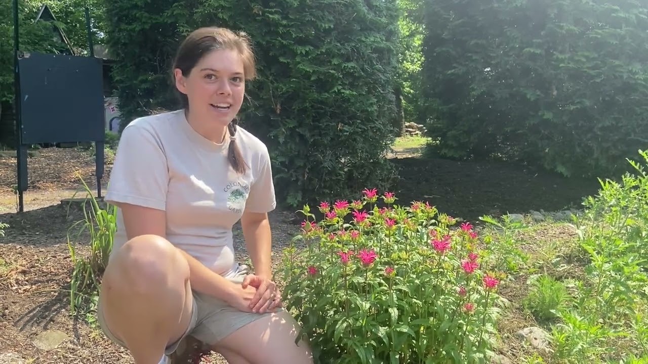 Why You Should Plant Beebalm