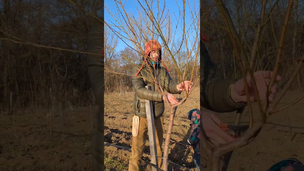 Rez mladej broskyne v podaní Veselý a Vašš