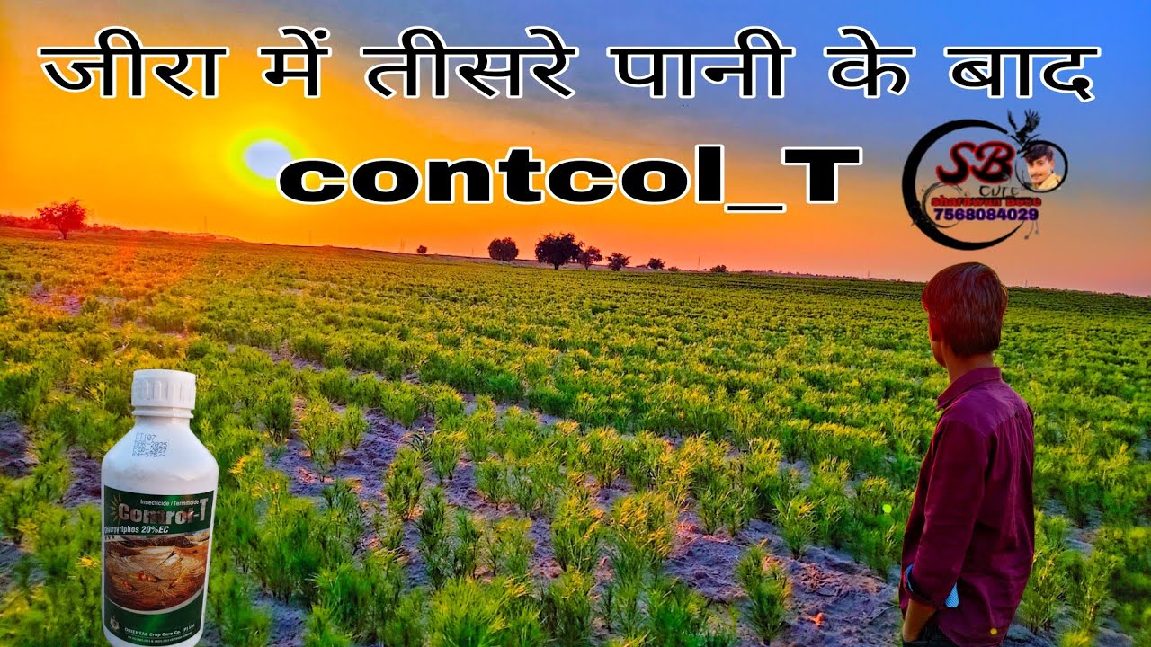 जीरे में चौथा पानी कब दे | जीरा को 60 दिन हो गए कौनसी दवाई दे 🌿💦