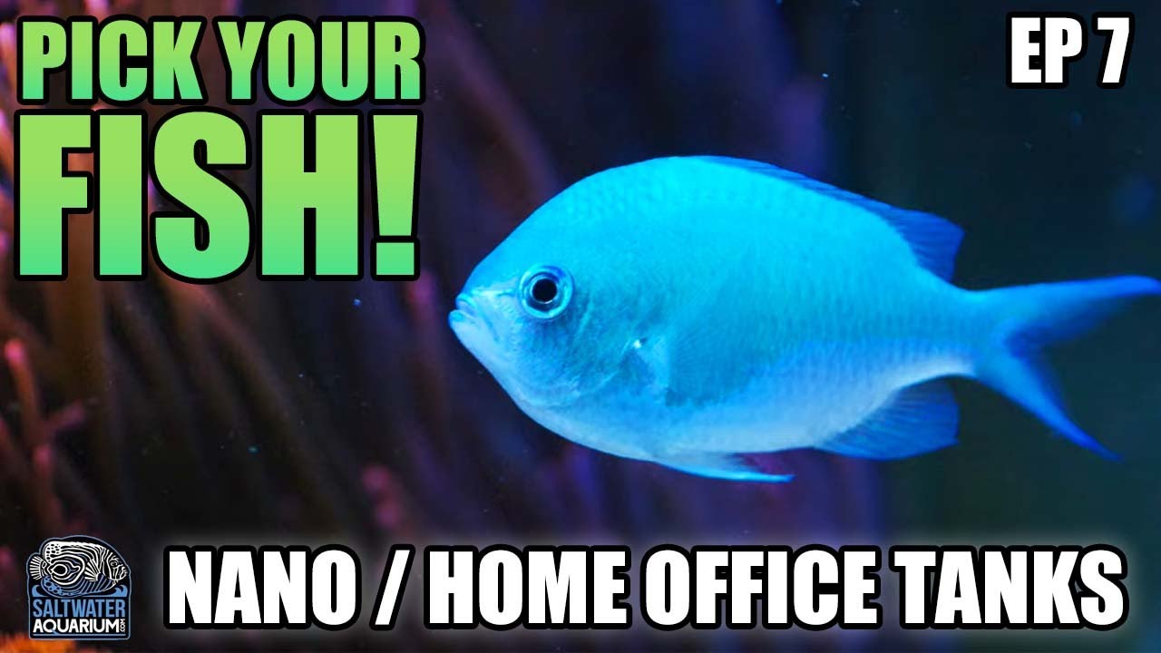FISH SELECTION For A Nano Aquarium - Nano / Home Office Tanks