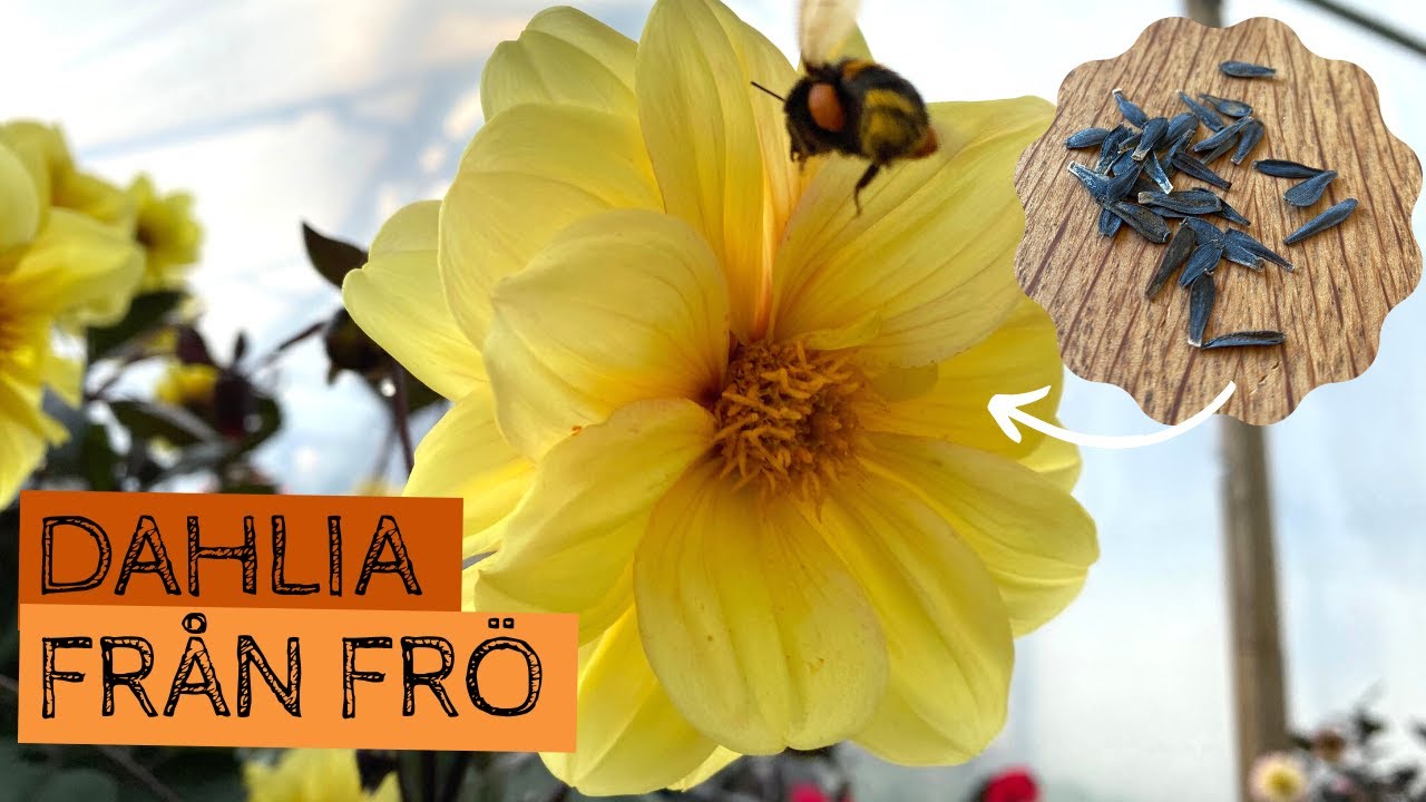 Så DAHLIA från frö - Sådd i mars för fin blomning i juli