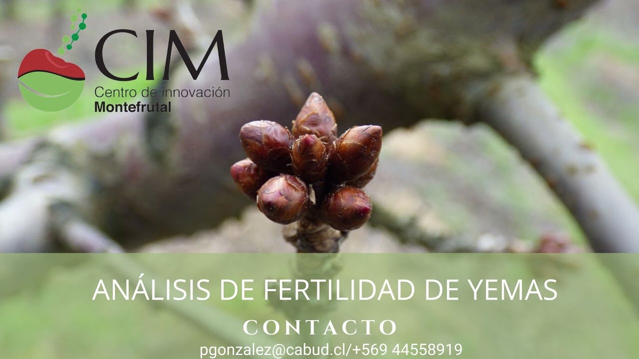 ANÁLISIS FERTILIDAD DE YEMAS EN CEREZOS
