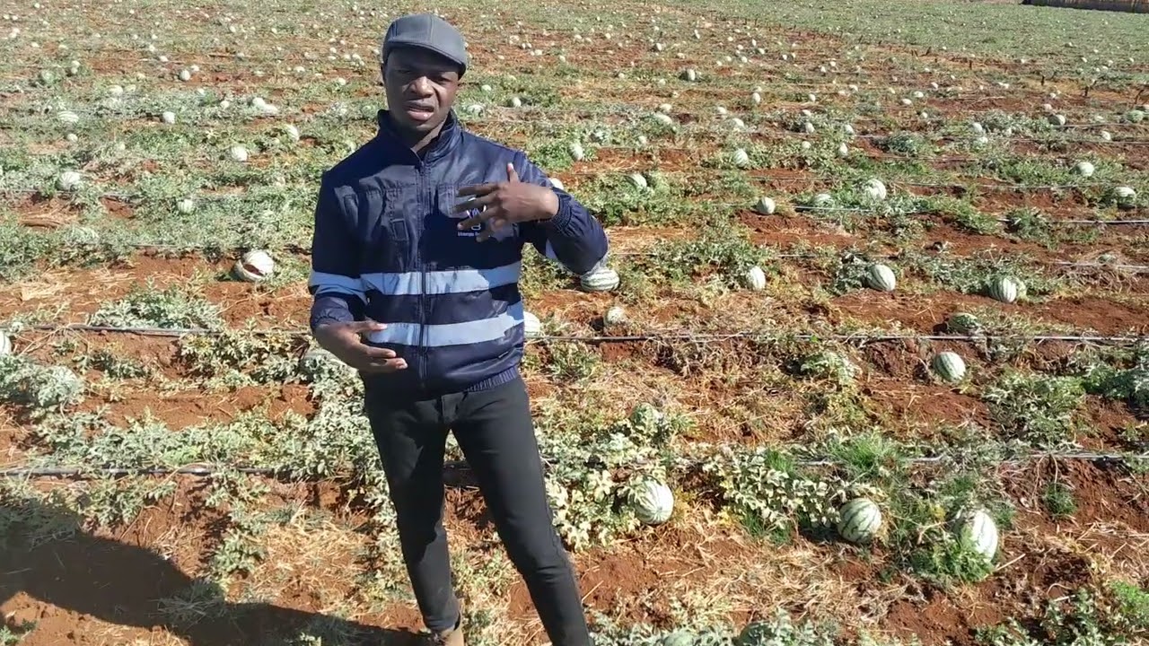 Water Melon Farming tips 🍈🍉