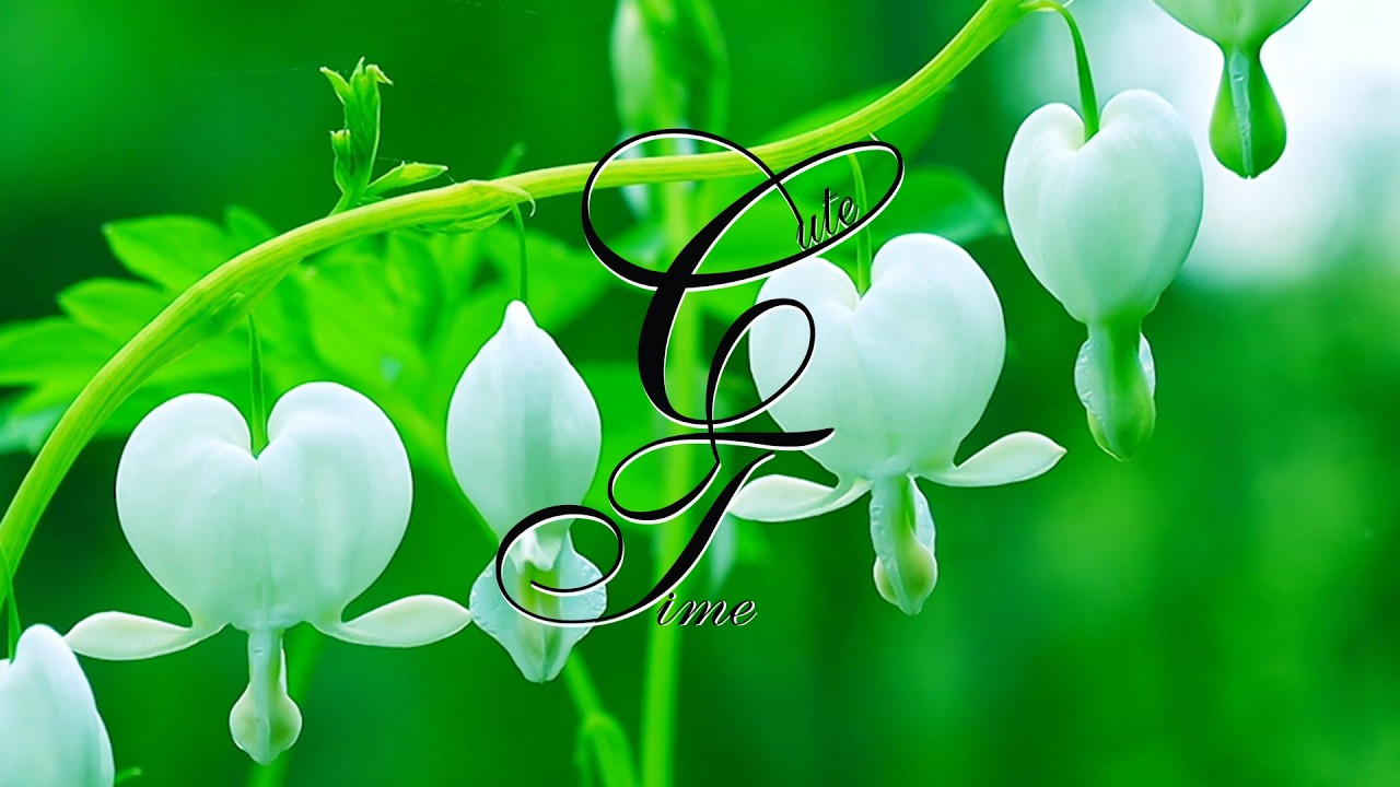 Heart Relax : Cute Time : Relaxing and Soothing Music