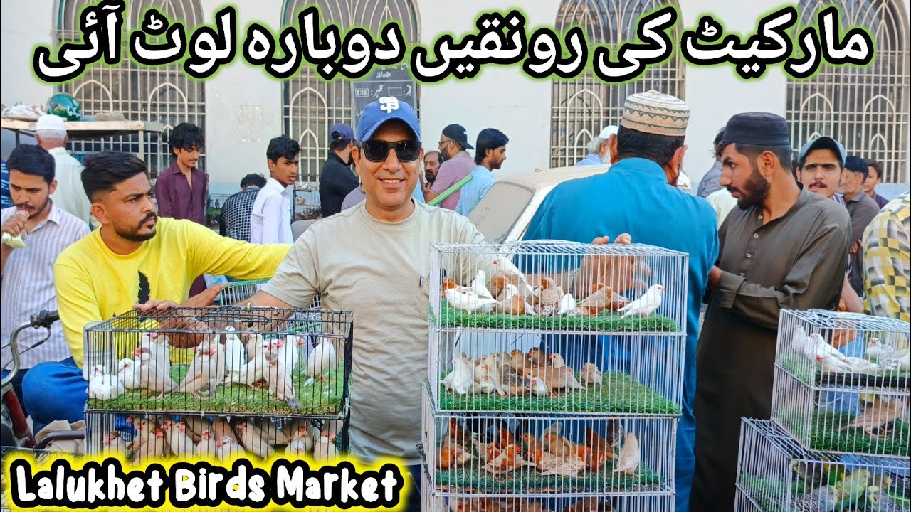 Lalukhet Sunday Birds Market 15-02-2026 Update | lalukhet birds market 2026 latest update @SYEDBIRDS