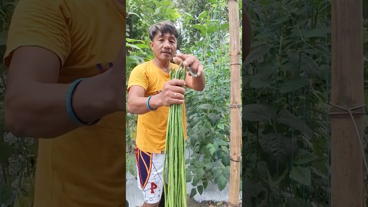1st harvest sa sitaw