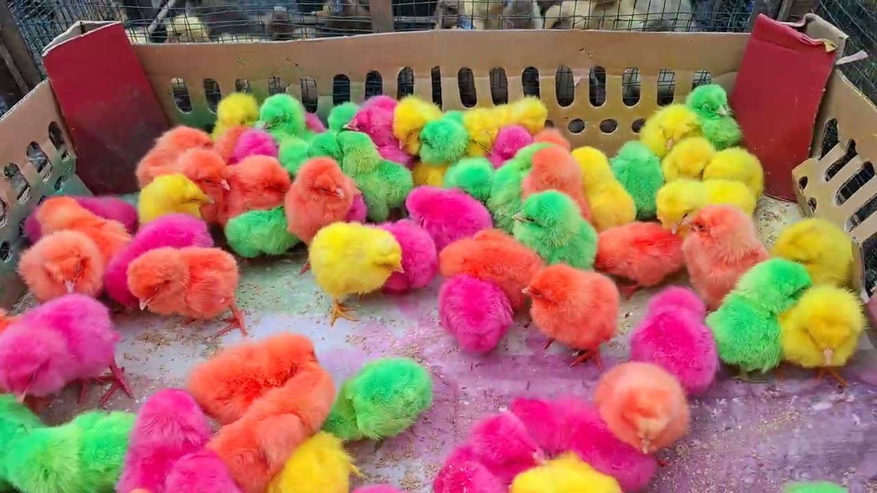Satisfying Baby Chick Sounds 🐥 Colorful Chicks Chirping | Relaxing Animal Sounds