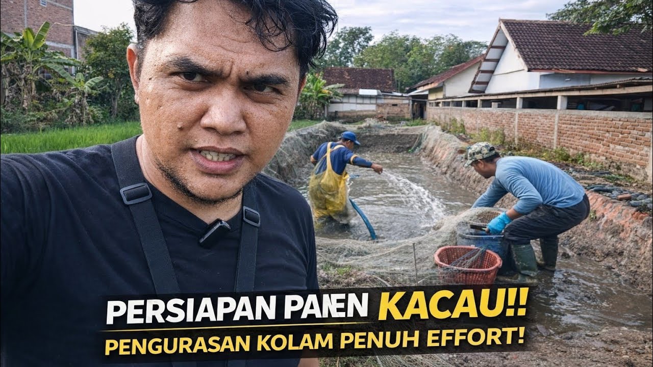 KURAS KURAS KOLAM TANAH!!!! PERSIAPAN PANEN BESOK