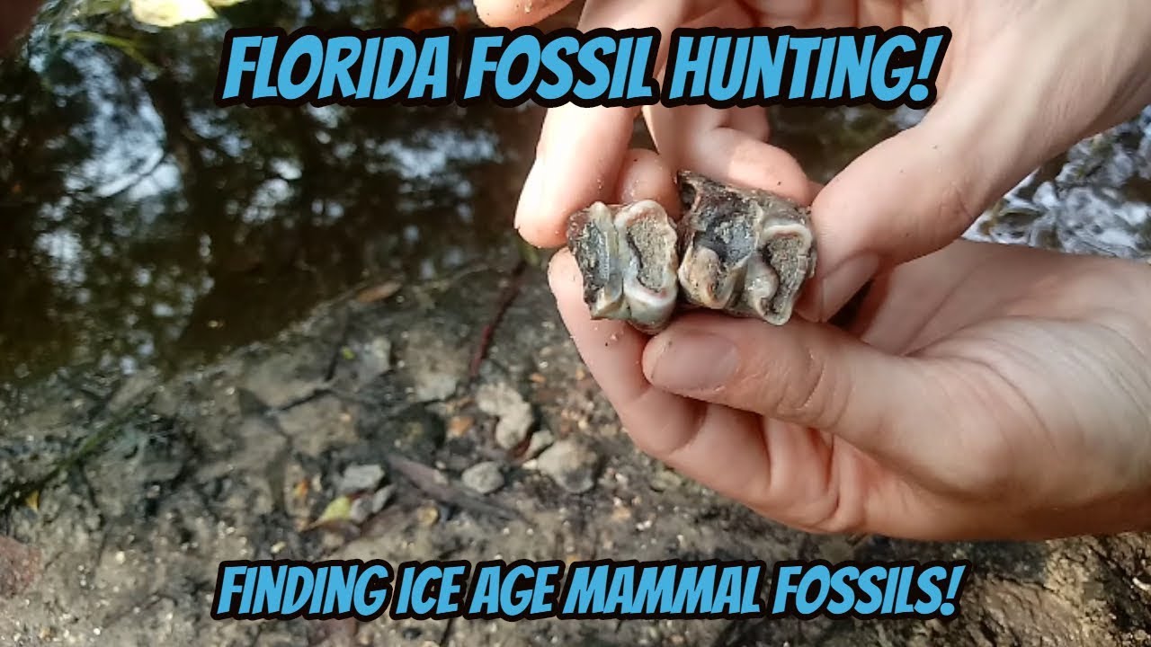 Florida Fossil Hunting | Finding a Tapir Jaw, Horse Tooth, and Huge Alligator Teeth!