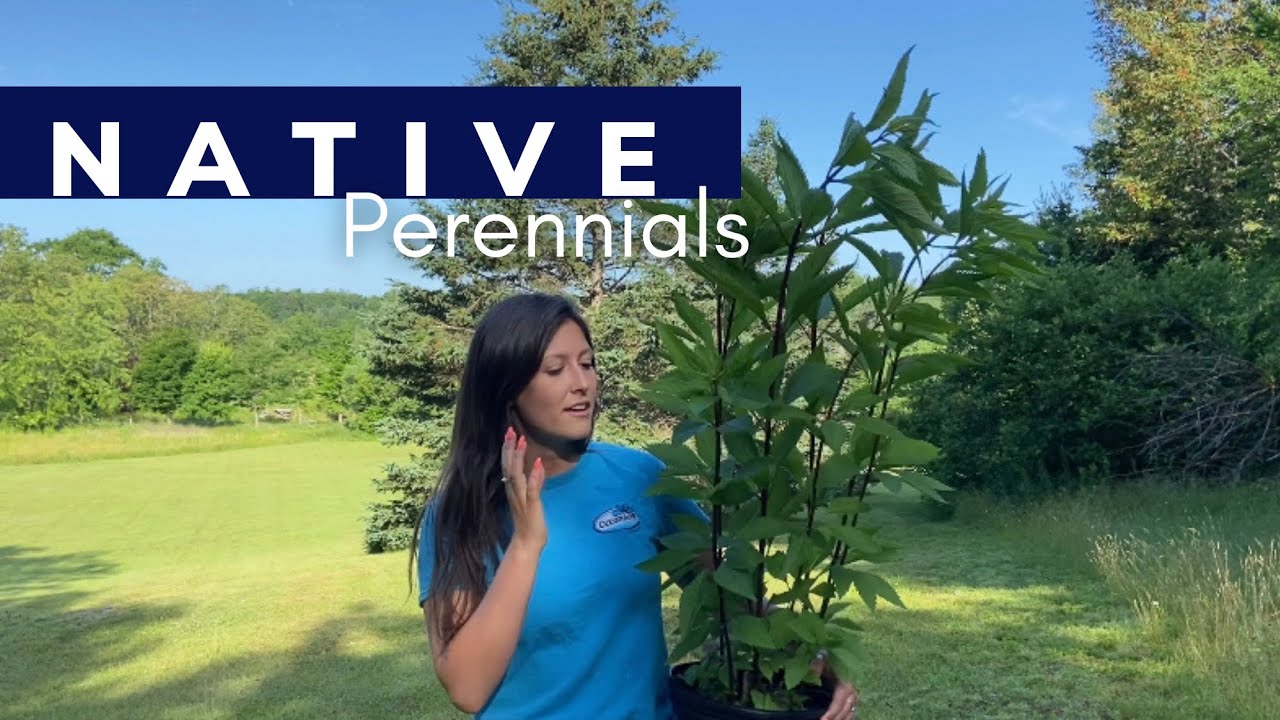 Native Perennial Plants • Nova Scotia