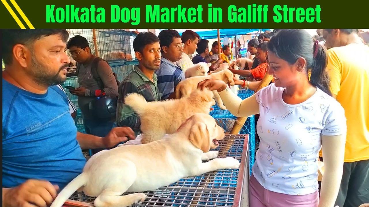 dog market in kolkata | Galiff Street Pet Market Kolkata | Recent Dog Puppy Price Update | Dogs