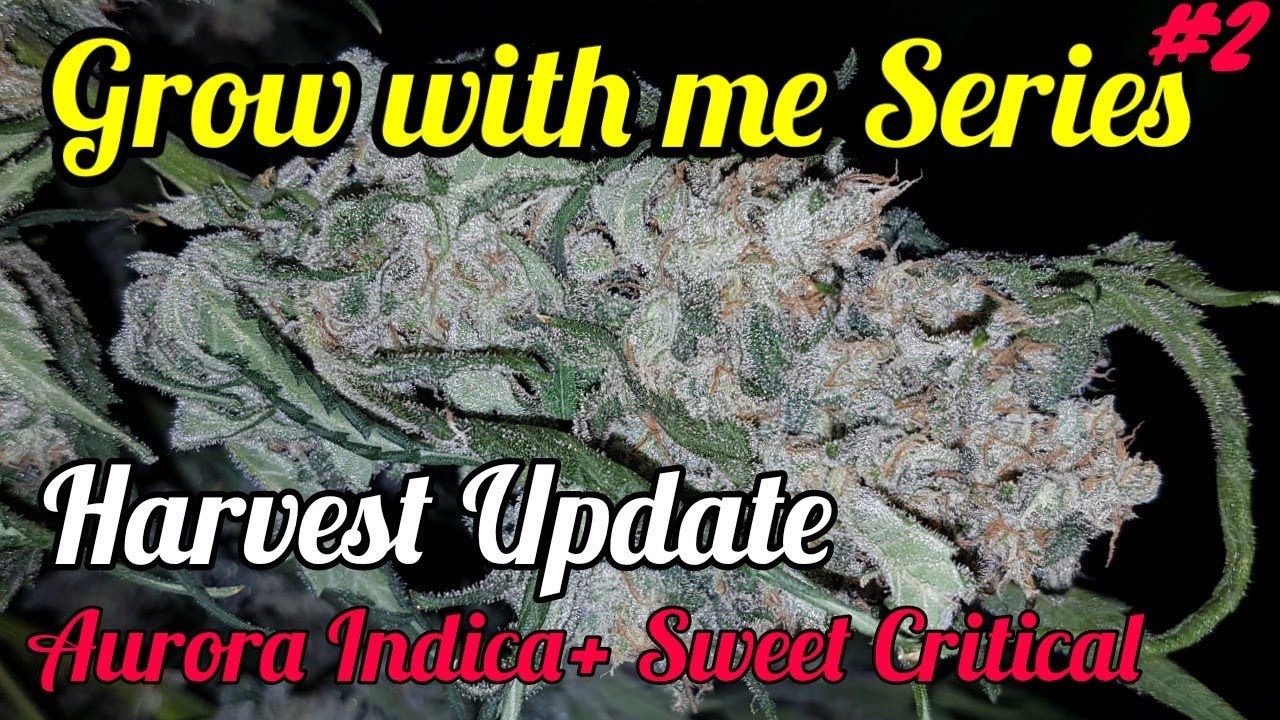 HARVEST UPDATE - AURORA INDICA & SWEET CRITICAL