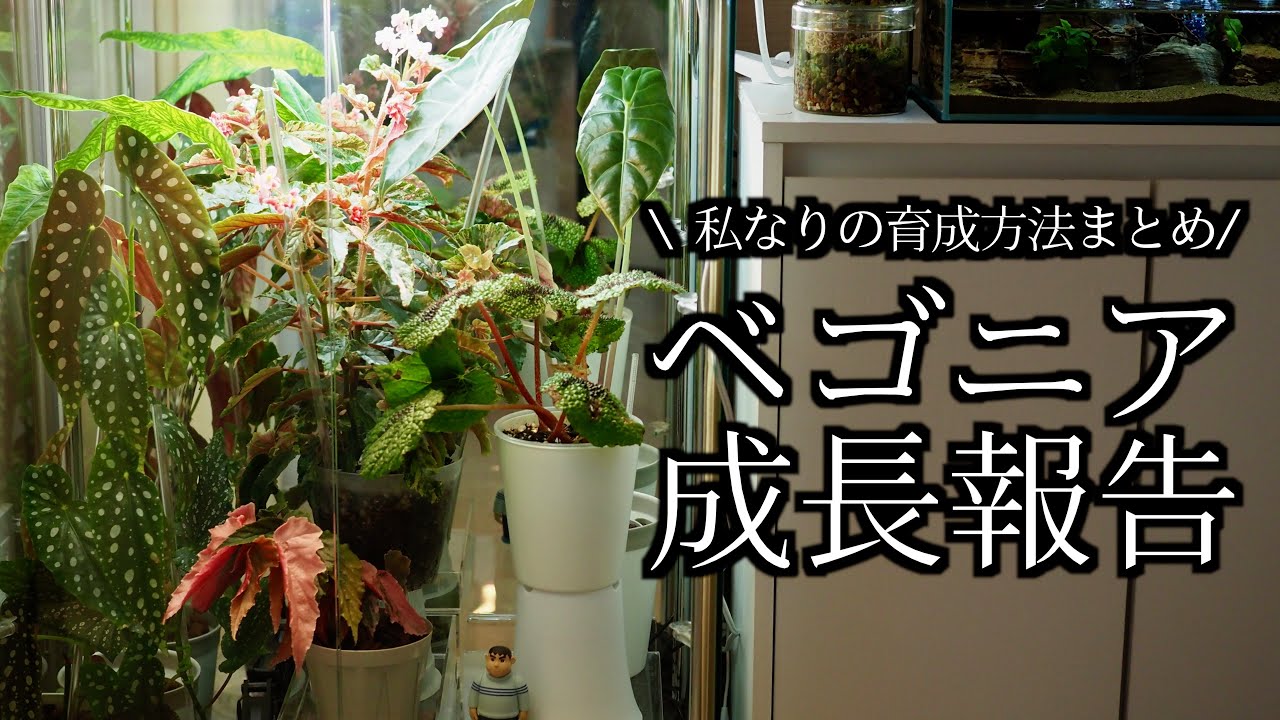 【ベゴニア】育成方法まとめ｜植え替え・用土・肥料【木立ち性】