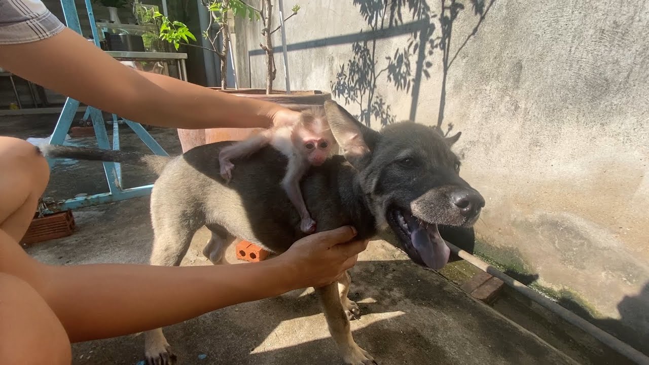 Baby Monkey Sunbathes on His Dog Best Friend! 🐒🐶 So Adorable!