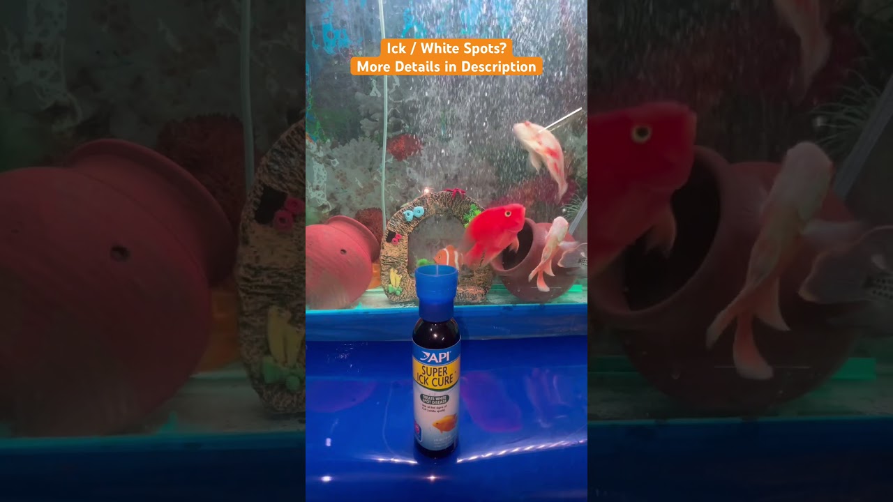 Fish Ich Disease Treatment | API Super Ick Cure Review #aquarium