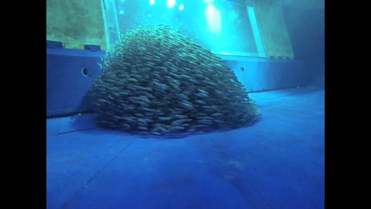 Monterey Bay Aquarium Open Water Exhibit
