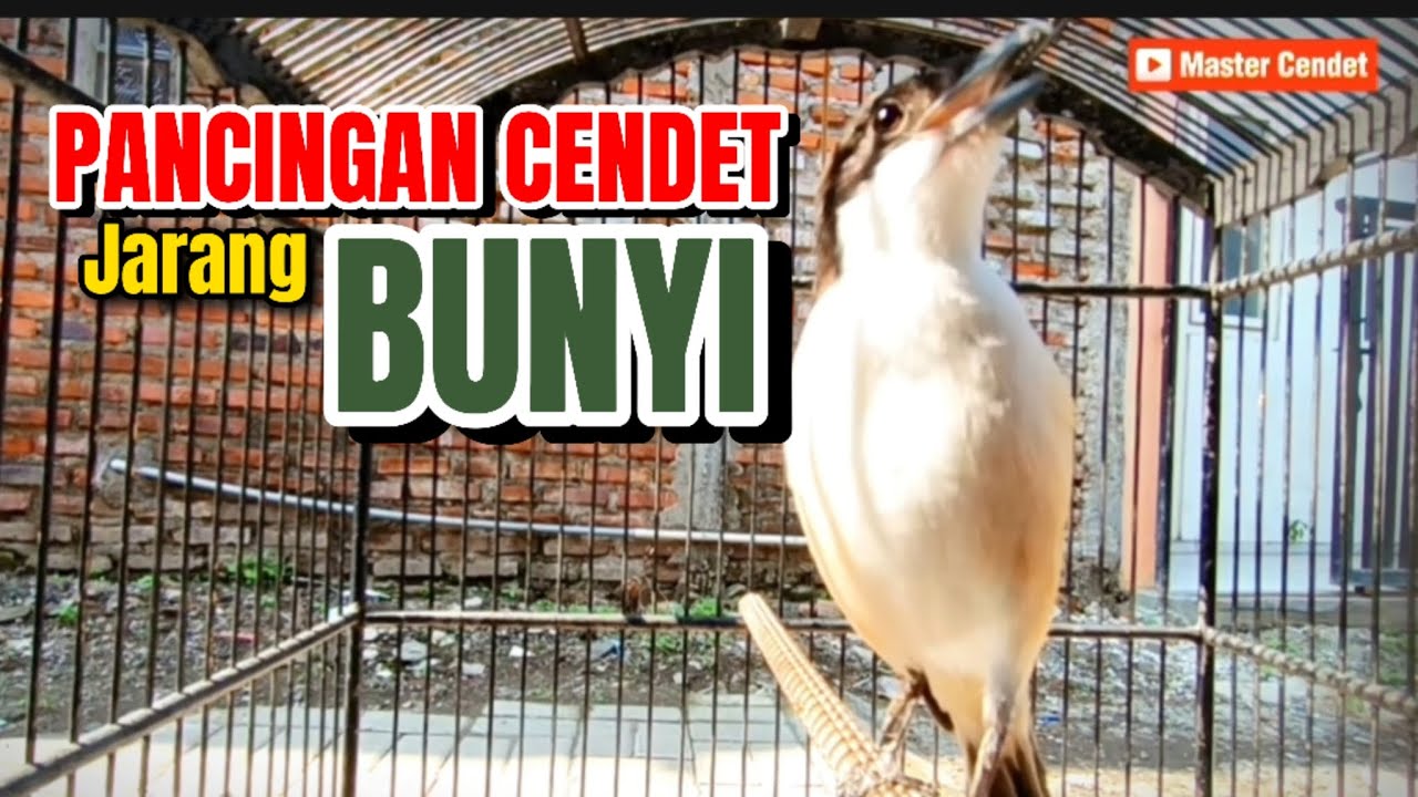 NGGAK NYAUT KEBANGETAN !!! SUARA CENDET GACOR FULL ISIAN, SUARA CENDET GACOR FULL TEMBAKAN,