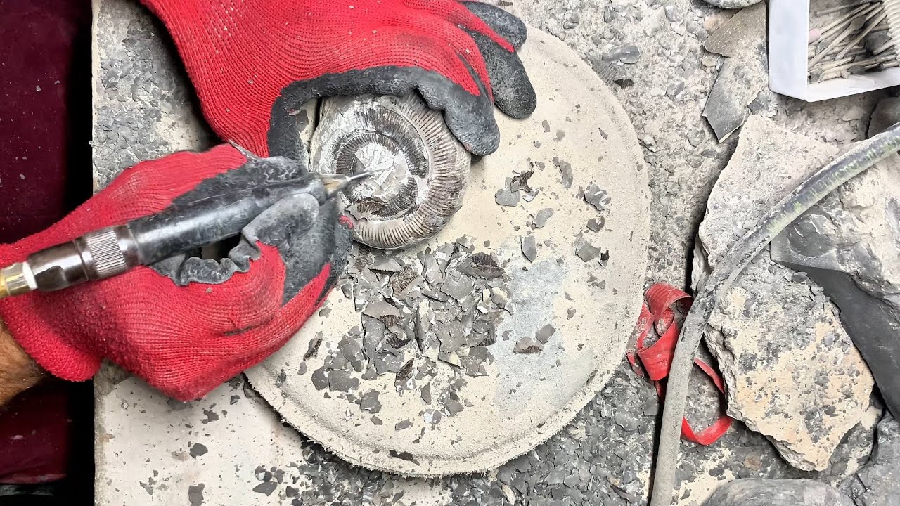Prepping An Ammonite Found While Fossil Hunting