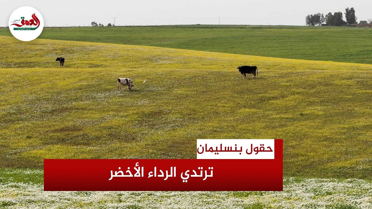 بعد الأمطار الأخيرة … حقول بنسليمان ترتدي الرداء الأخضر وتبشر بموسم واعد