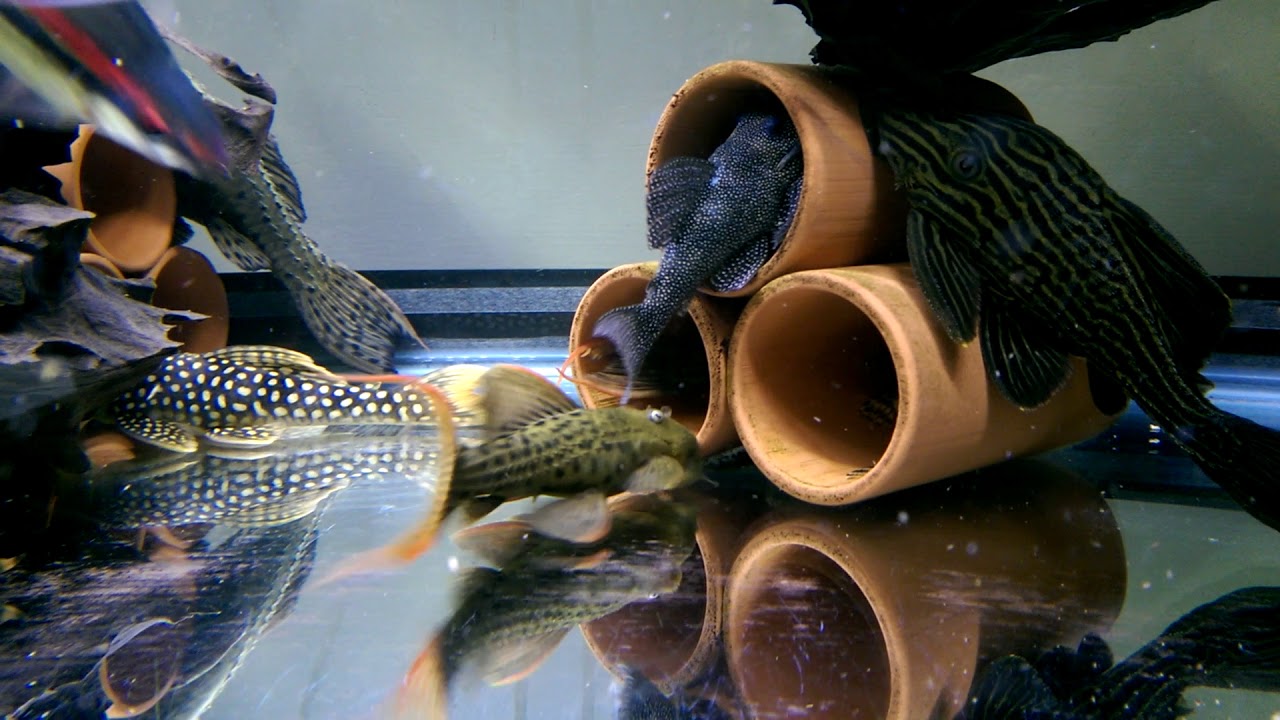 異型缸 Pleco tank ....2018/08/27