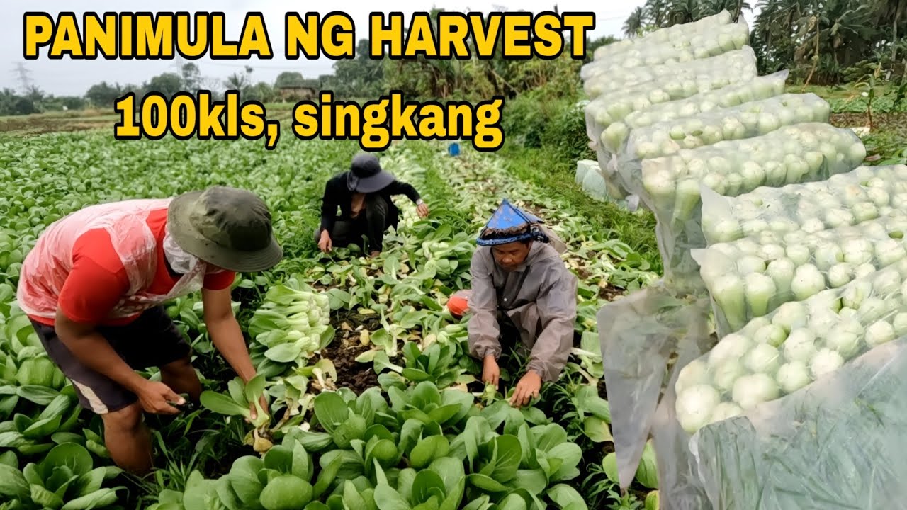100kls singkang harvest