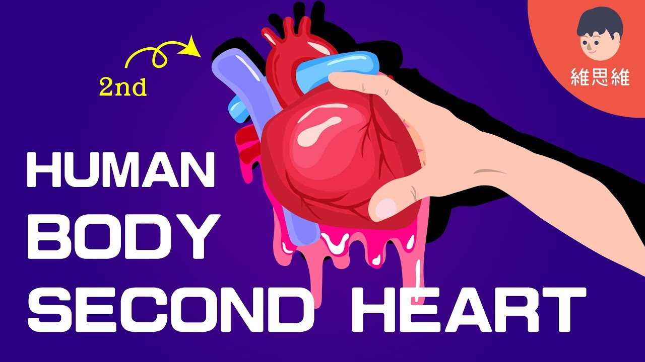 There is a second heart in the human body? (CC Subtitle) Wei'sWay