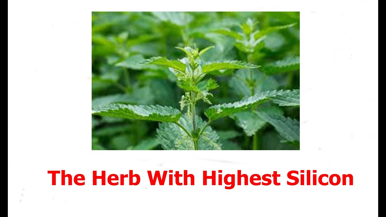 Nettle - The Herb With Highest Silicon On Earth To Heal Your Body & Soul