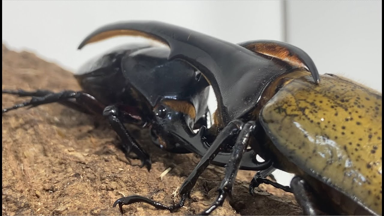 【ヘラクレスオオカブト】カブトムシクワガタ最強決定戦 第2回ヘビー級GP【コーカサスオオカブト】