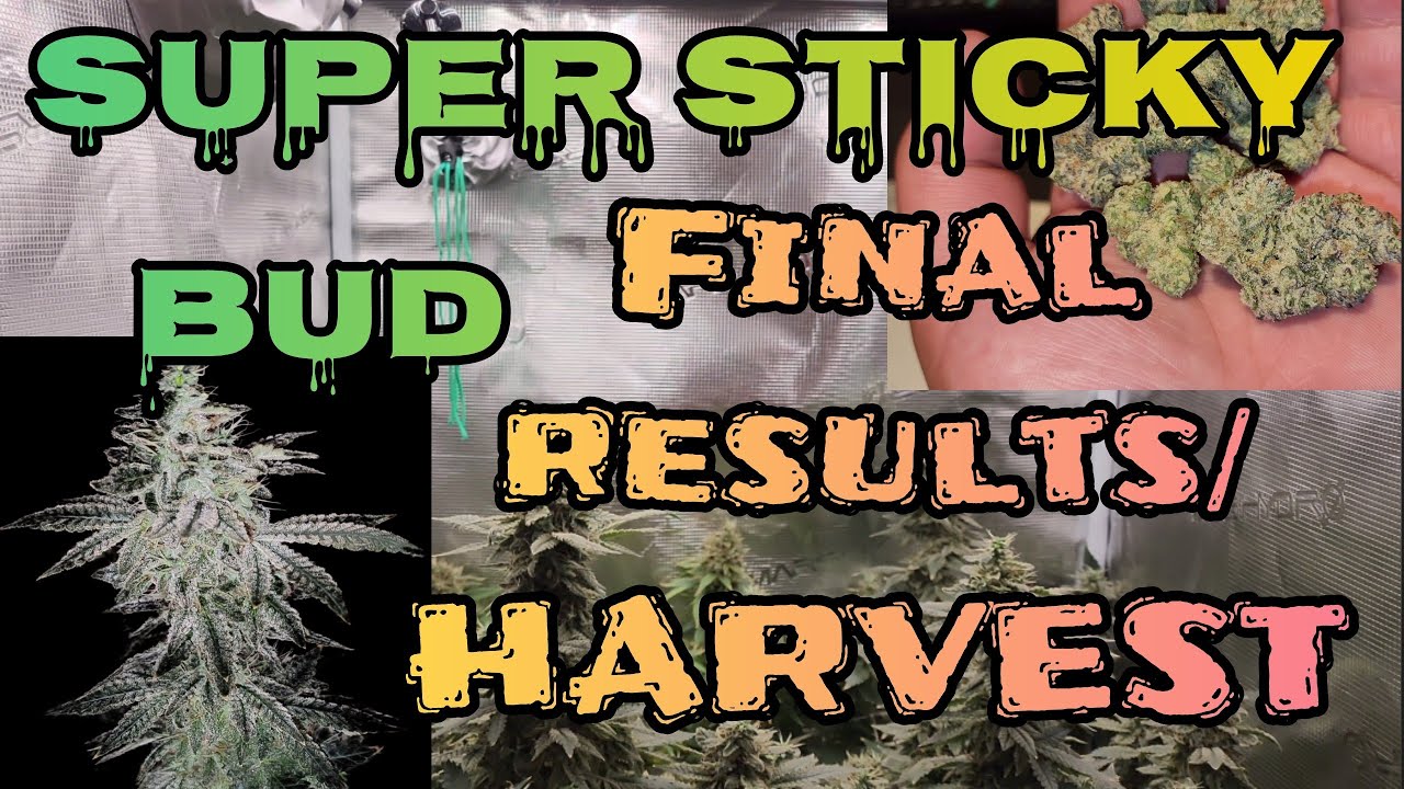 Final Results  / Harvest  Super Sticky Bud  Ice Cream Cake , Grown Under the Mars Hydro  #FC3000