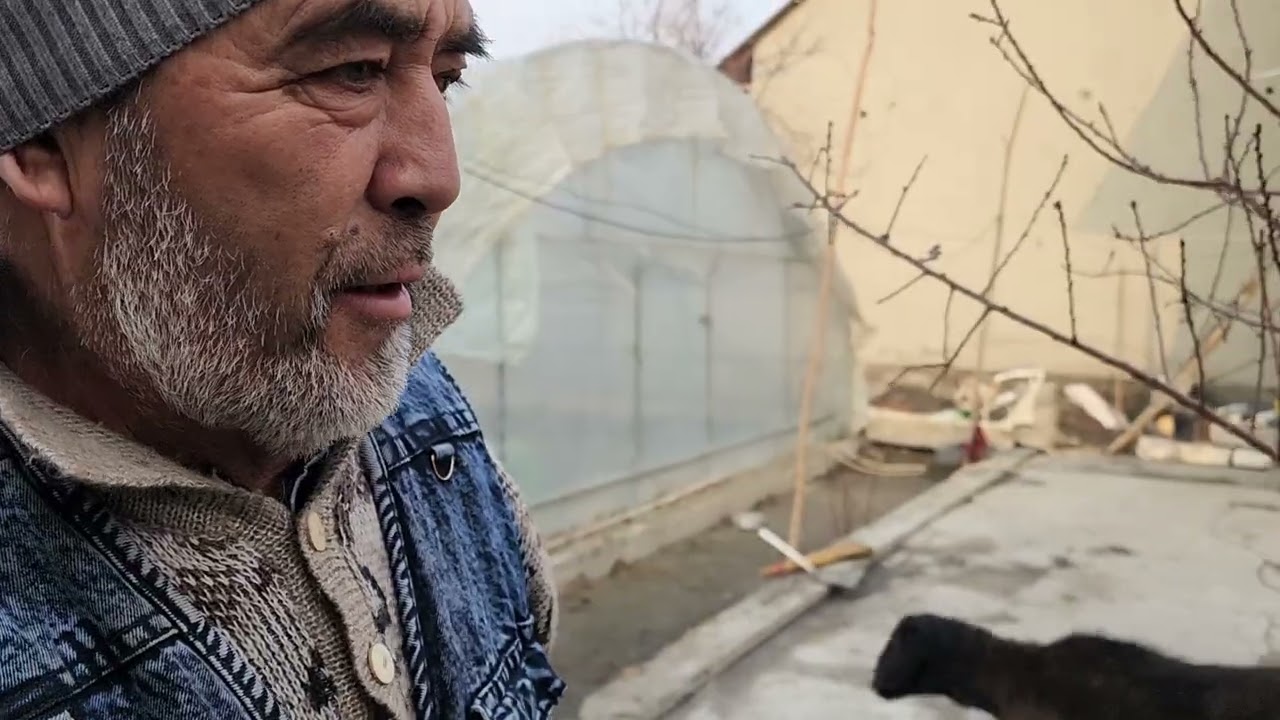 +998912021218  Богдод жаркишлок 29 Январь 2026 йил арзон айтди обуначилармиз шошиламиз.#водий #чорва