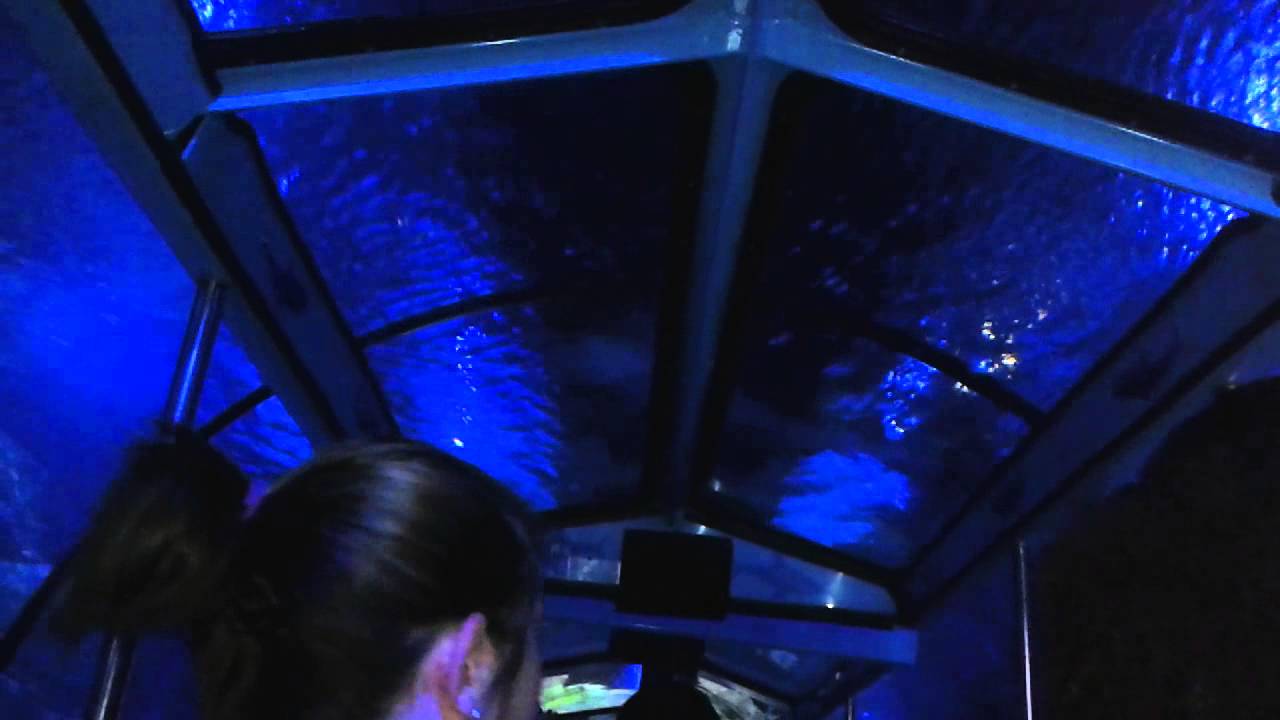 Shark downtown aquarium