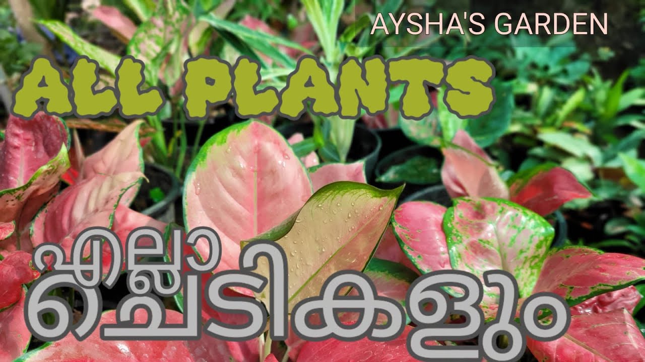 30 Rs  മുതൽ എല്ലാ ചെടികളും വില്പനക്ക് |All  plants for sale | ONLINE NURSERY |Order @9895636502