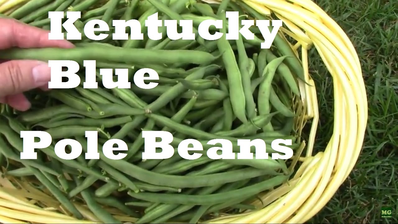 Kentucky Blue Pole Beans From Planting to Harvest.