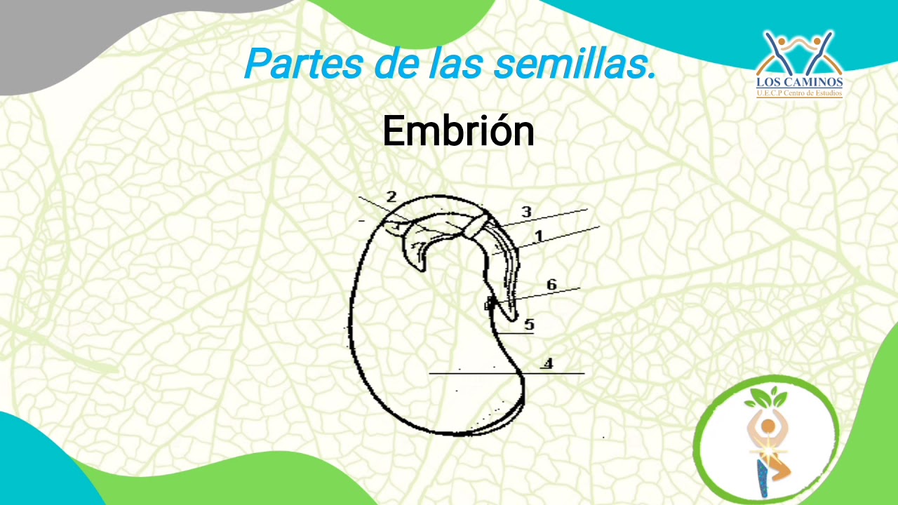 Agricultura. Las semillas y sus partes.