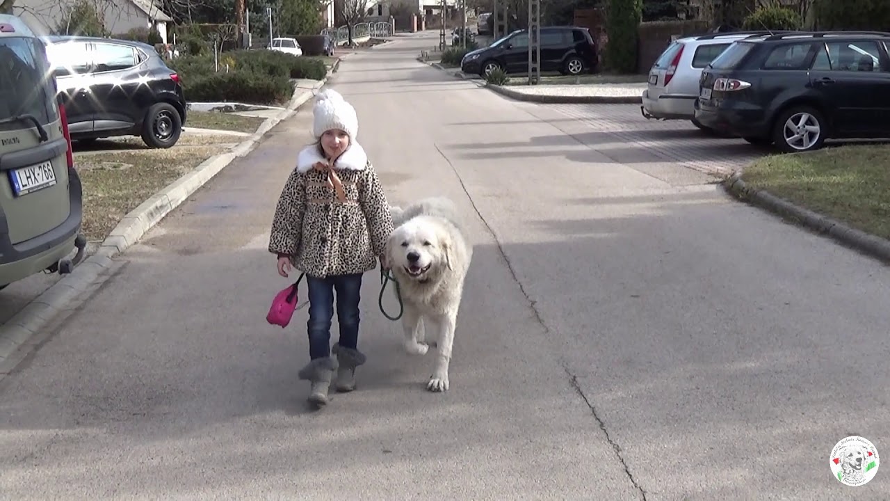 2019 03 03  Közös séta Lilike és Maci  Molnár István Dunaújváros
