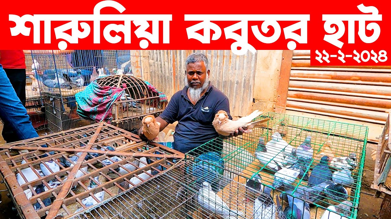 শারুলিয়া কবুতর হাট ২২-২-২০২৪ | kobutor hat 2024 | pigeon market in bangladesh | Saroliya kobutor hat
