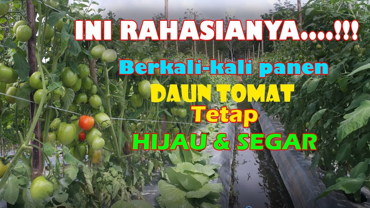 Tomat Berbuah Lebat | Berkali-kali Dipanen Daun Masih Hijau Segar | Ini RAHASIANYA #TOMATCORONA F1