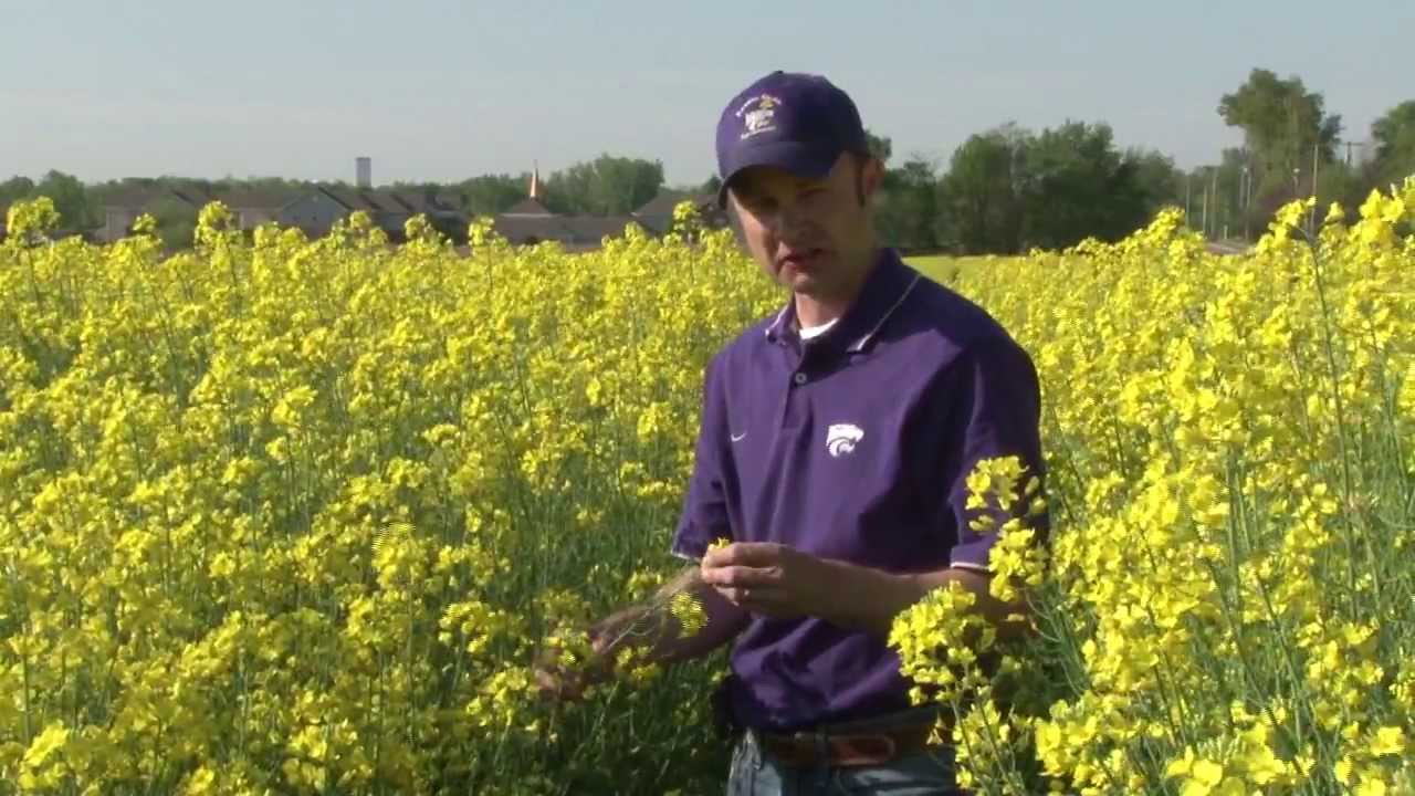Canola in Kansas