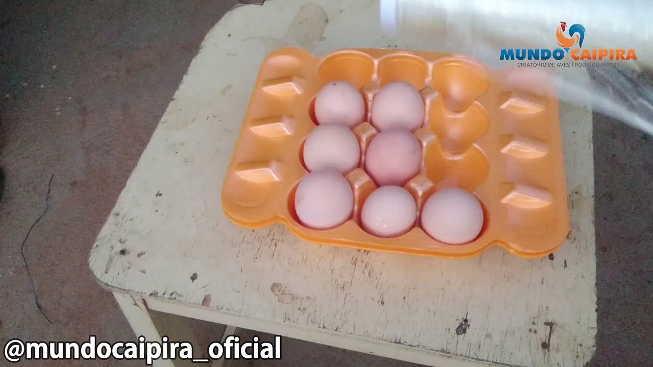 MELHOR MÉTODO DE GUARDAR OVOS PARA CHOCAR + AUMENTA A VALIDADE DOS OVOS FÉRTEIS