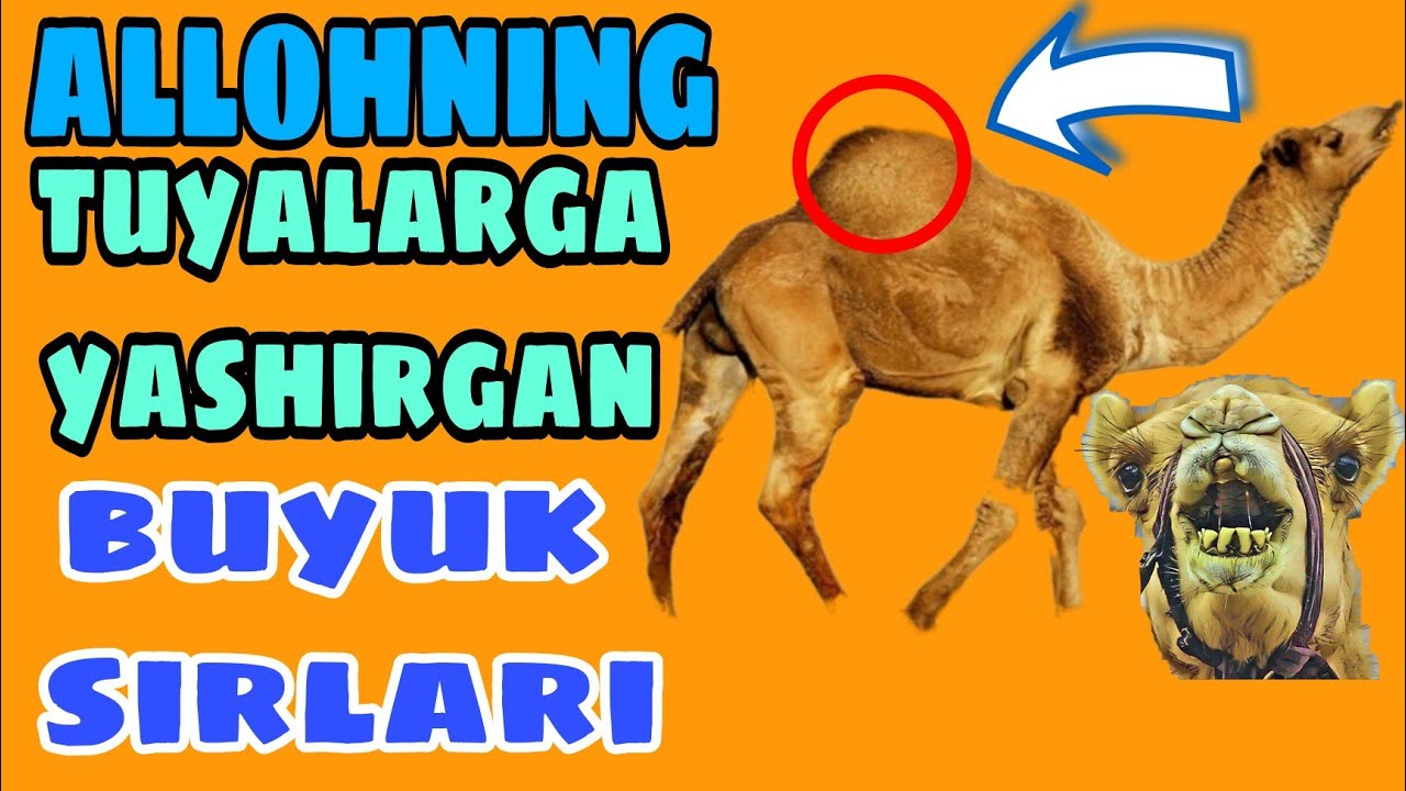 ALLOH TUYANI NEGA YARATDİ VA NİMA UCHUN? АЛЛОХ туяни нега яратди ва нима учун?