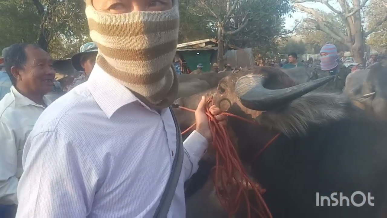 EP 423 ตลาดควายเชียงหวางยโสธร#ราคาควายล่าสุด (20 ม.ค.2569)สน