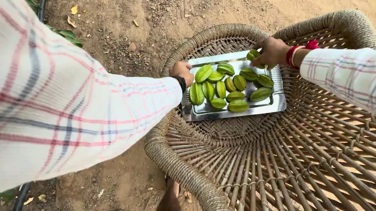 Collecting star fruits from tree.
