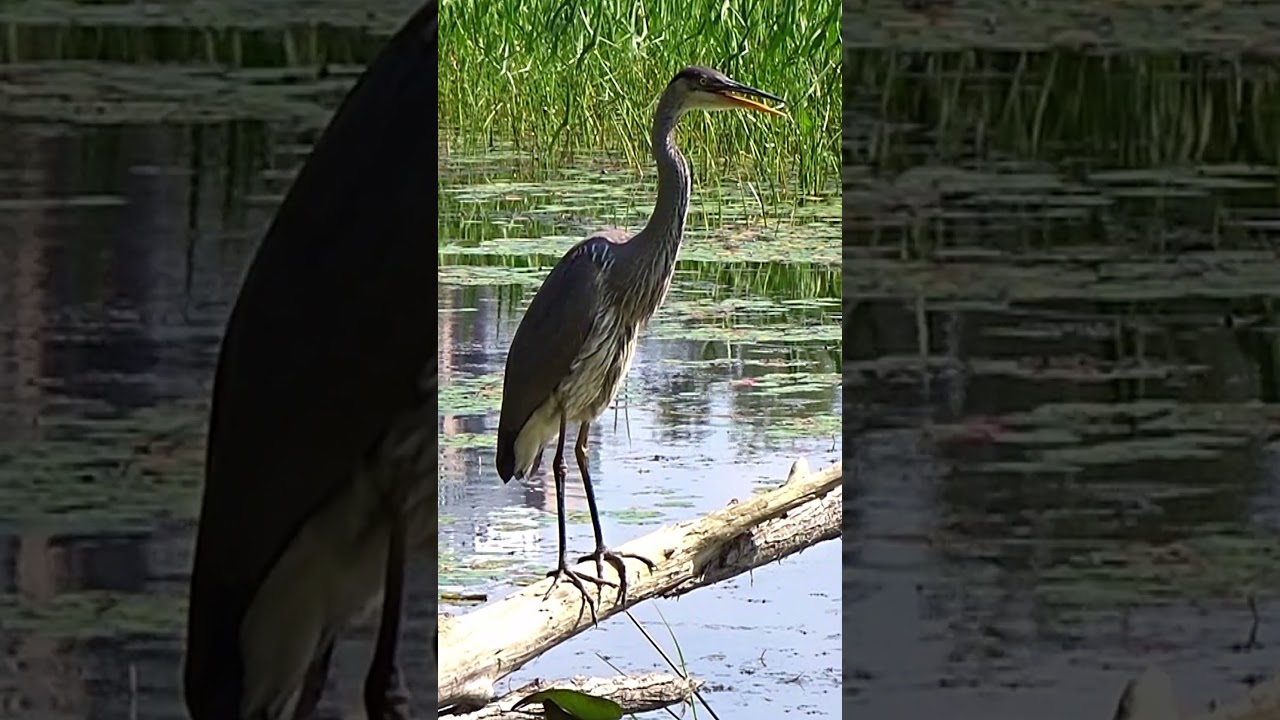 Amazing Great Blue Heron Calling #shorts  #bird #heron